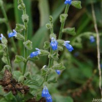 Salvia misella Kunth